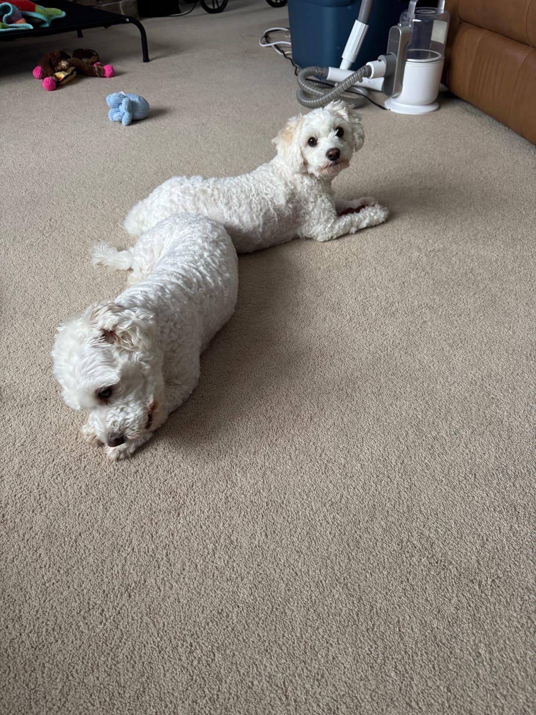 Customer photo review of 6 Inch Standard Braided Bully Stick