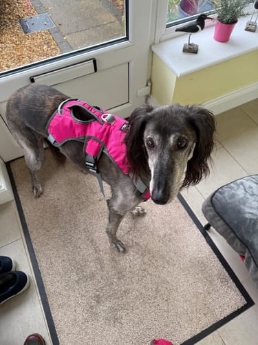 Customer photo review of Escape proof Harness (3 Strap)