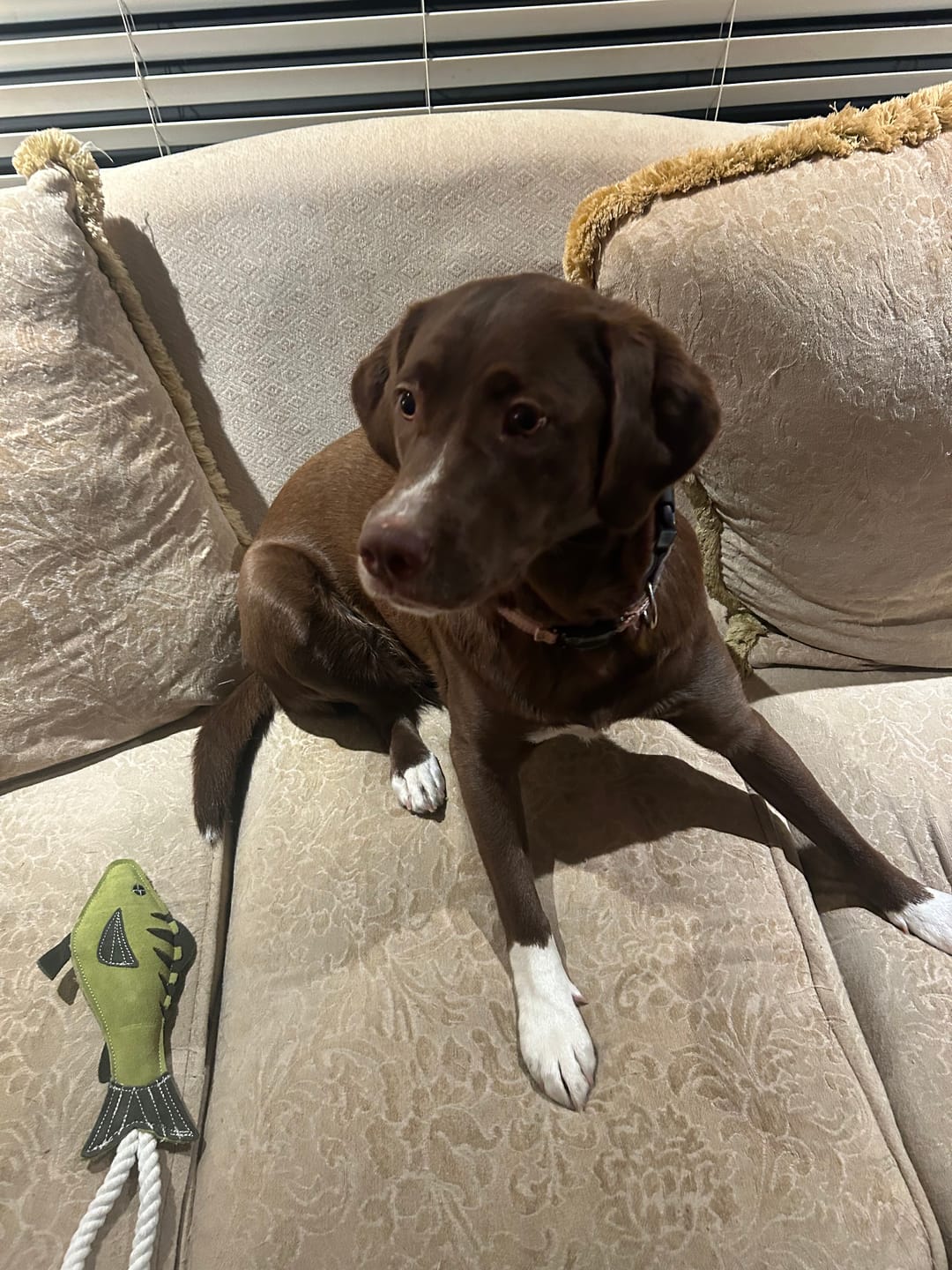 Customer photo review of Large Bully Stick Ring