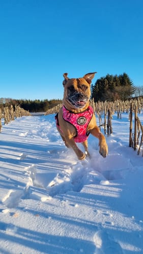 Customer photo review of Comfort Premium Harness | Non Restrictive - Bubblegum
