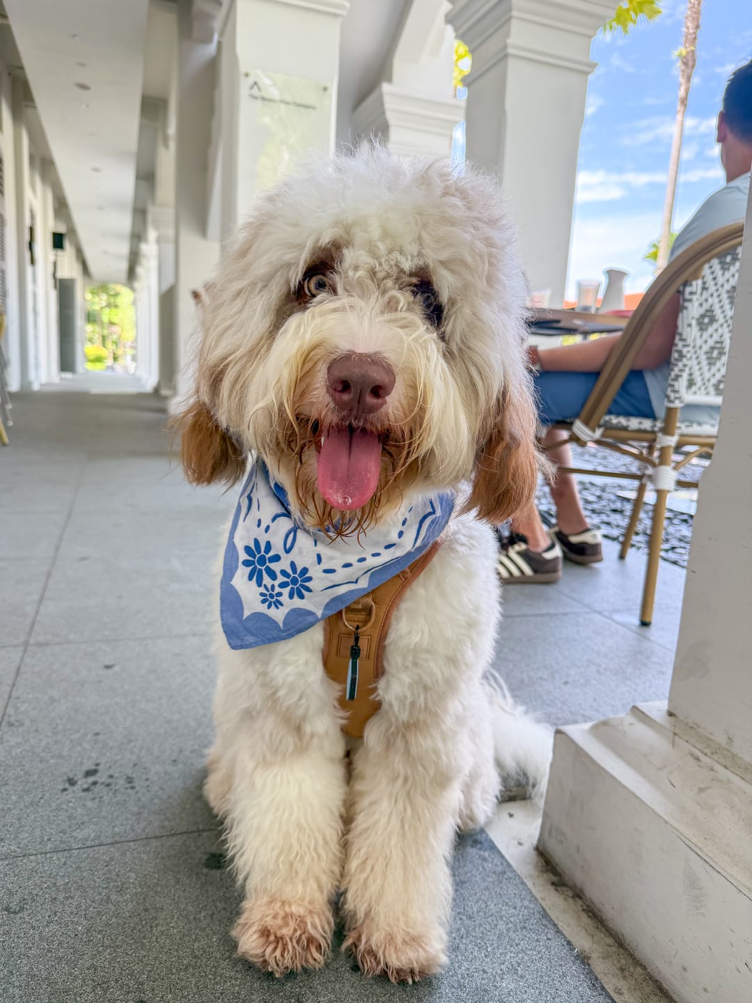 Customer photo review of Matisse Bandana