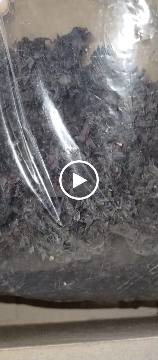 Customer video review of Purple Chondrus Dr Sebi Sea Moss High Mineral Content Real Wildcrafted Sea Moss from the rocks-