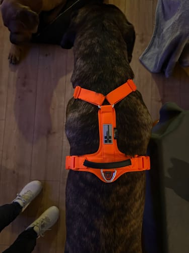 Customer photo review of Harnais sans traction