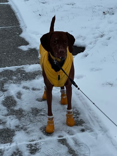 Customer photo review of WagWellies® by wagwear