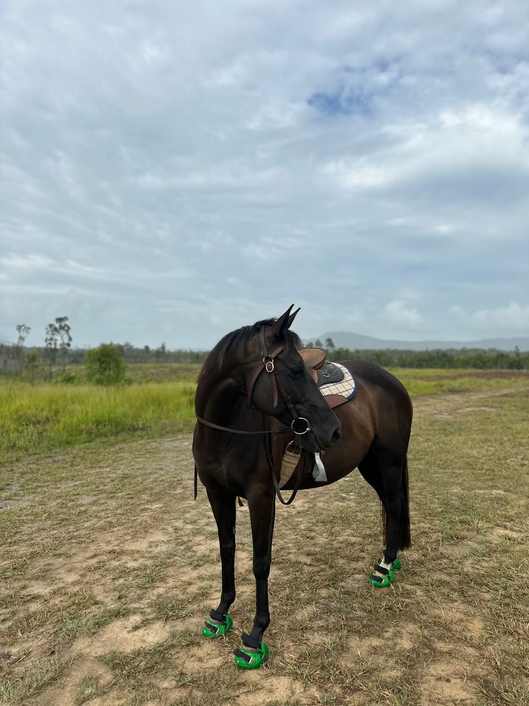 Customer photo review of Renegade® Viper Shield™ Hoof Boot - Emerald Green
