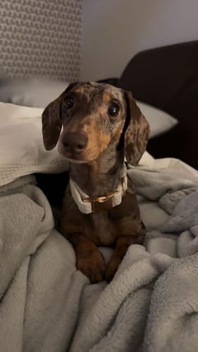 Customer photo review of Marshmallow┃Bouclé Collar