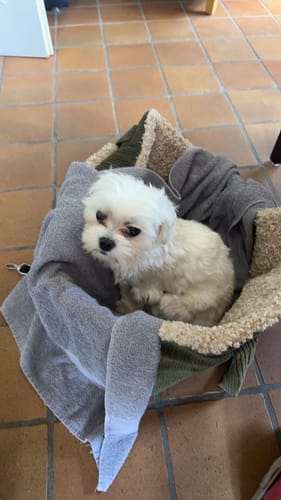Customer photo review of Lucky Canvas - Luxury Dog Bag