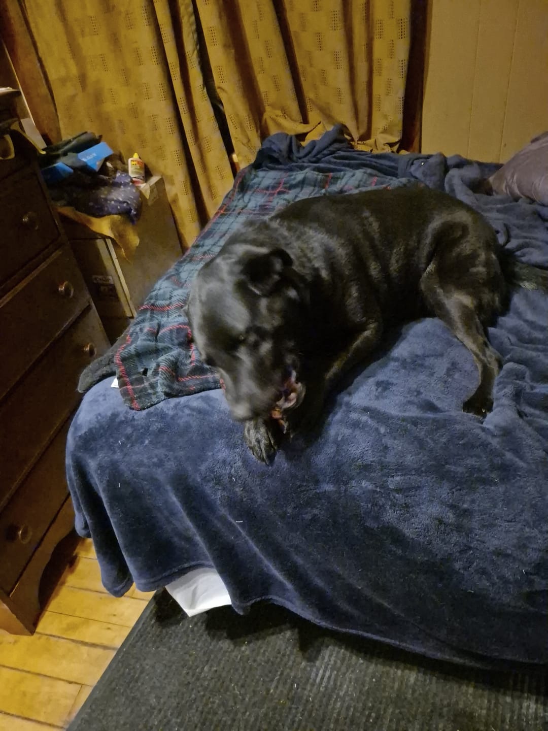 Customer photo review of 12 Inch Jumbo Braided Bully Stick