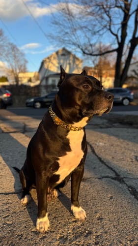 Customer photo review of THE PHOENIX 1 Inch Dog Collar - Gold Bone Link Unique Premium