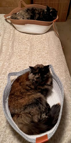 Customer photo review of Instinct Basket | Handwoven & Chemical-Free Cat Territory