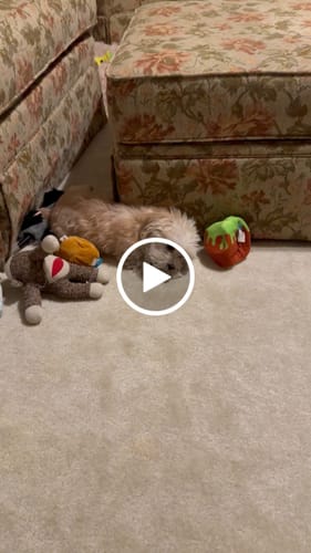 Customer video review of Strawberry Yak Chews