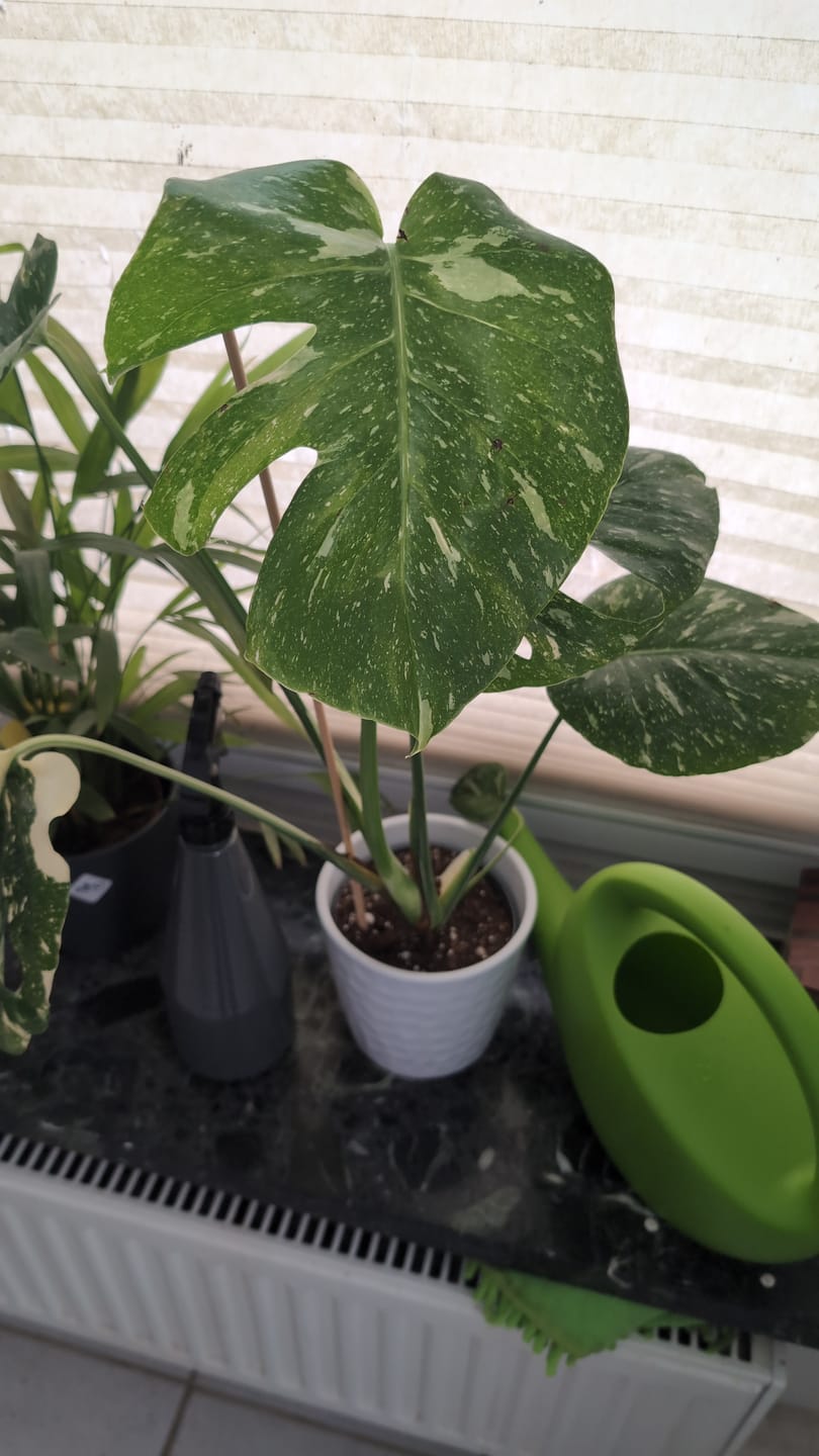 Customer photo review of MONSTERA THAI CONSTELLATION