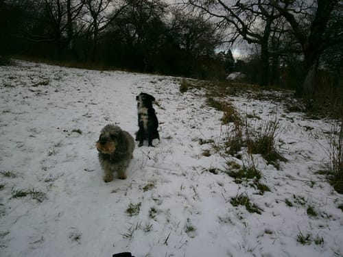 Rezensent zeigt ein Foto, das mit der NUVINT Digitalkamera aufgenommen wurde: zwei Hunde auf einem schneebedeckten Hügel.