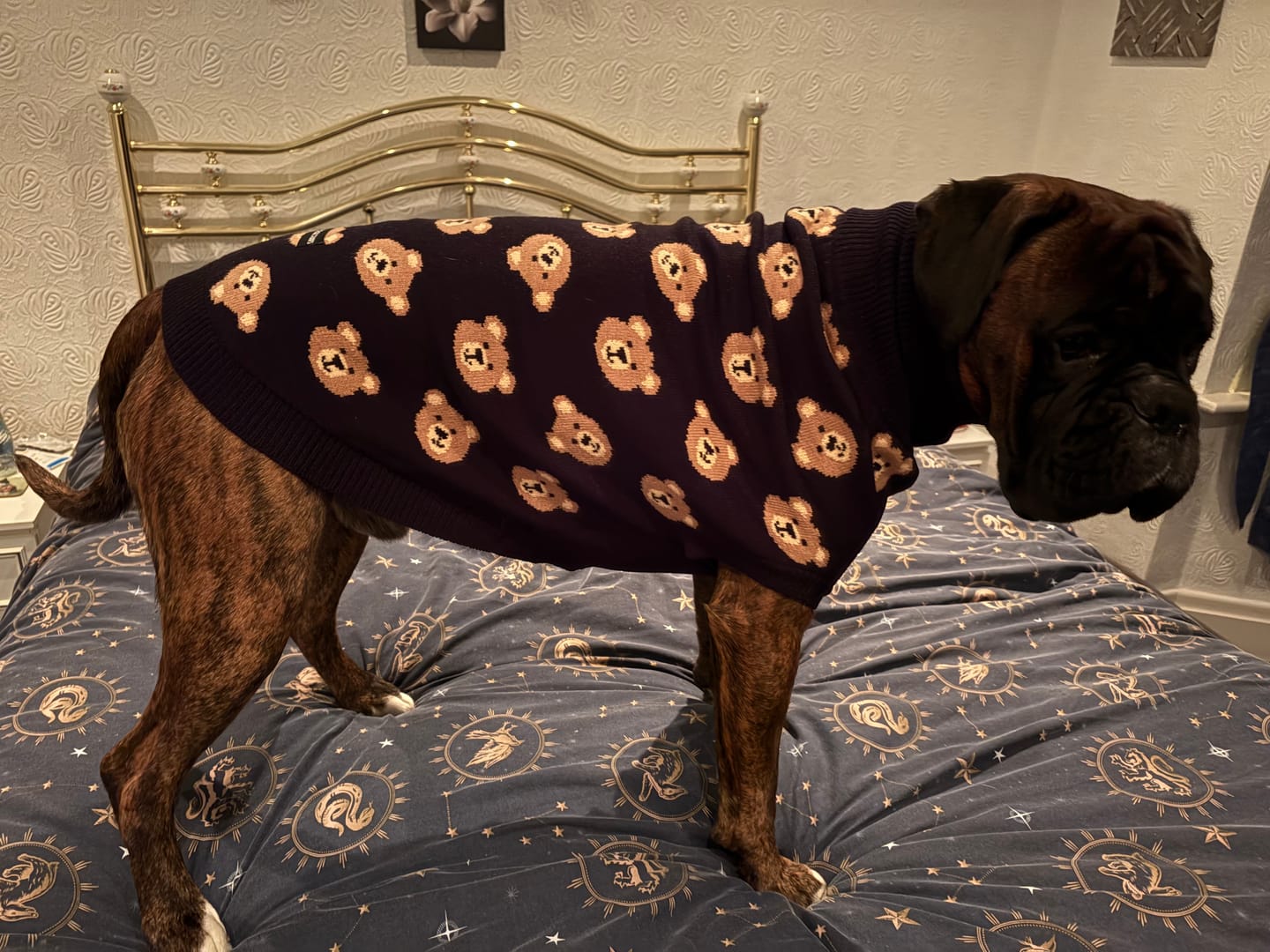 Customer photo review of Broken Teddy Bear Knit Dog Sweater - Black