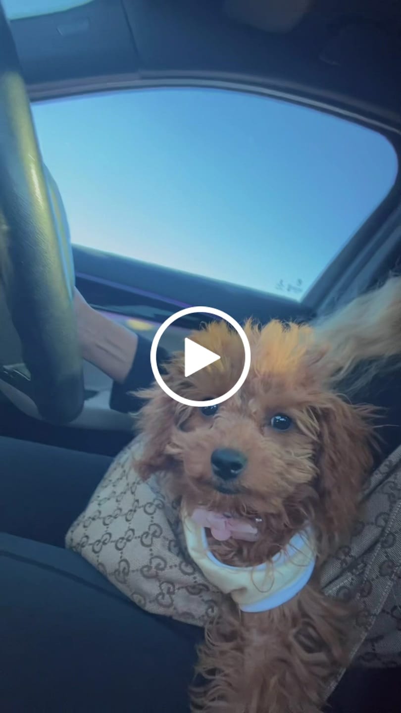 Customer video review of GG Dog Fly Carrier