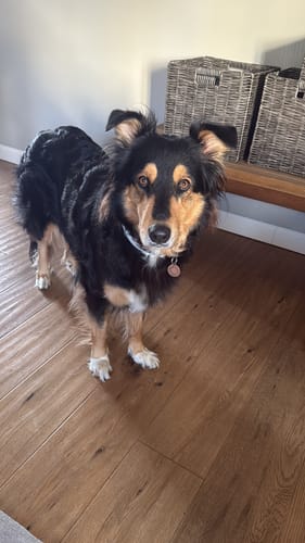 Ein Kunde zeigt seinen gesunden Hund, der die Lucky Belly Tropfen erhält.