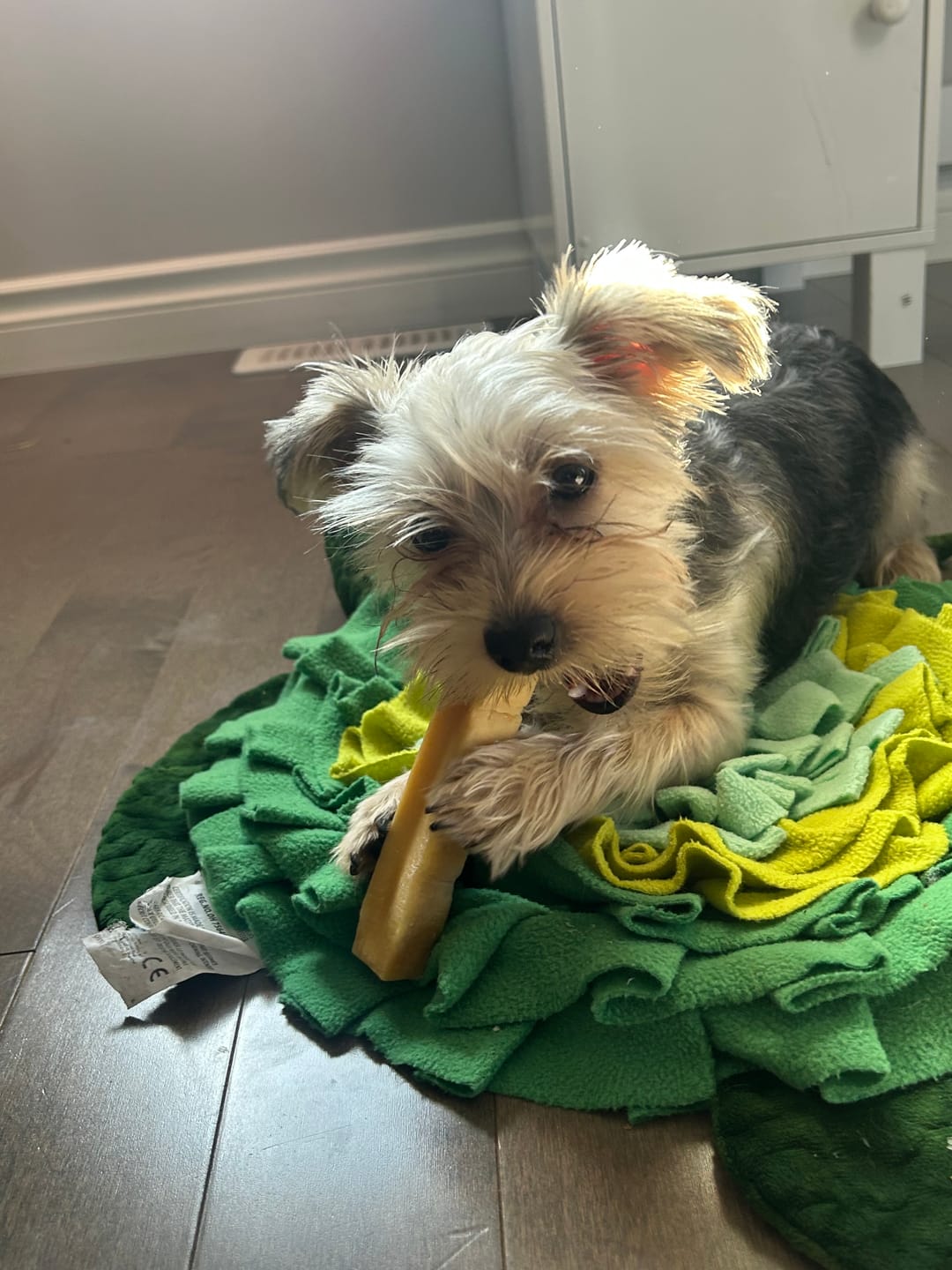 Customer photo review of Himalayan Yak Chew (SMALL)