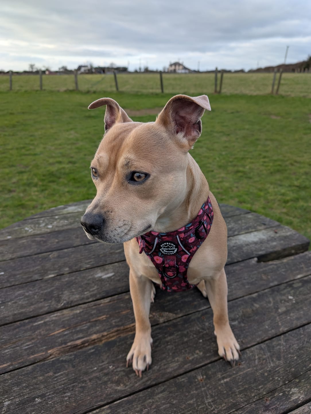 Customer photo review of Tough Trails™ Harness - Mable's Meadow
