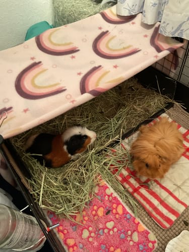 Reviewer's two guinea pigs in their cage, one resting happily in a pile of Timothy Hay.