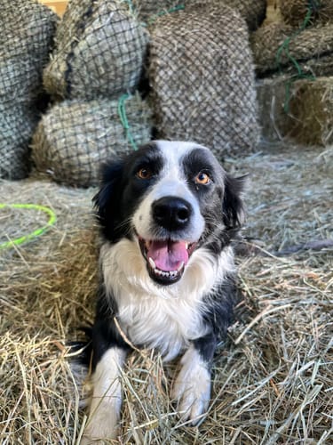 Customer photo review of Hay Chix® Half Bale Net