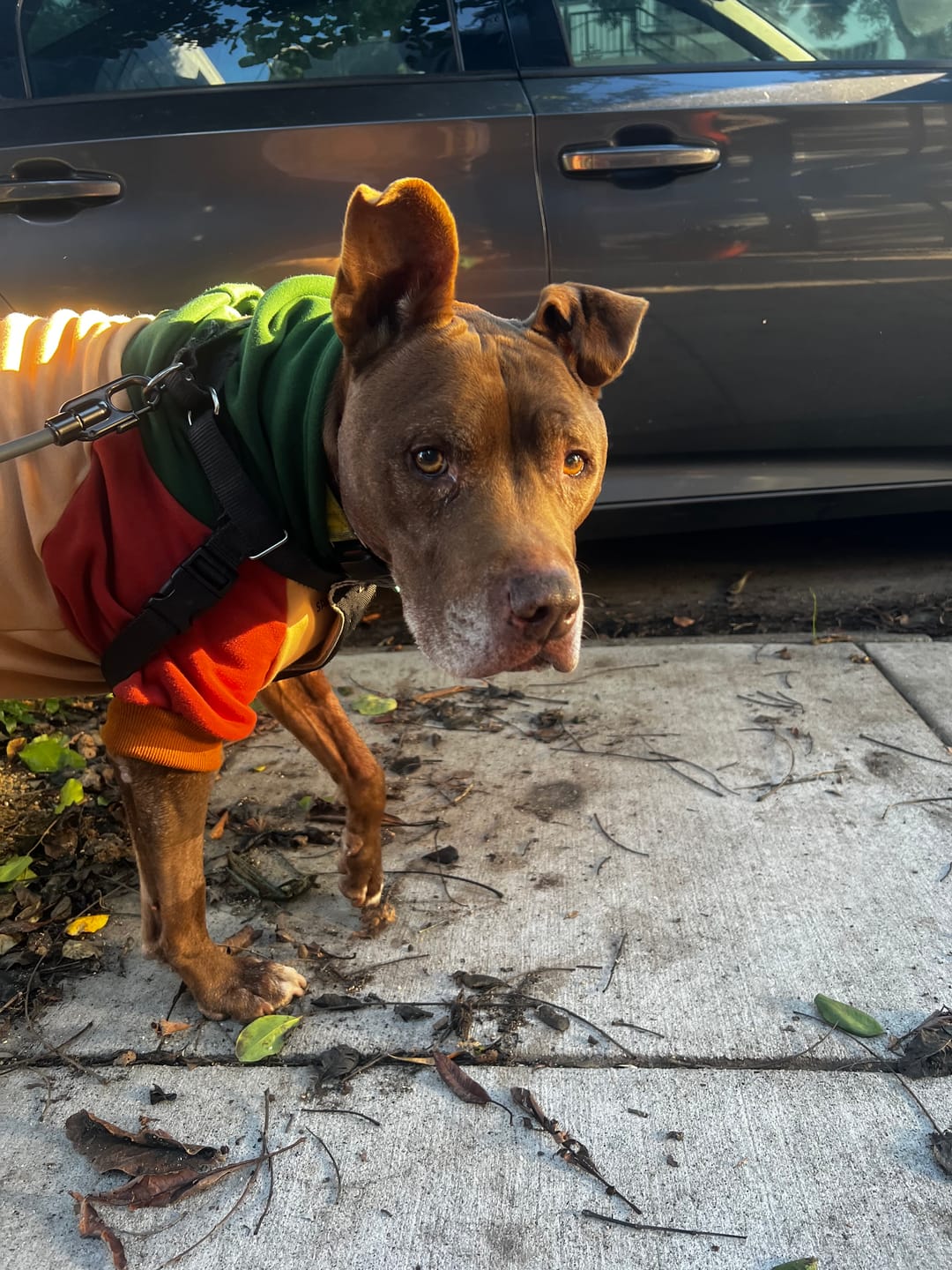 Customer photo review of Ranger Dog Hoodie