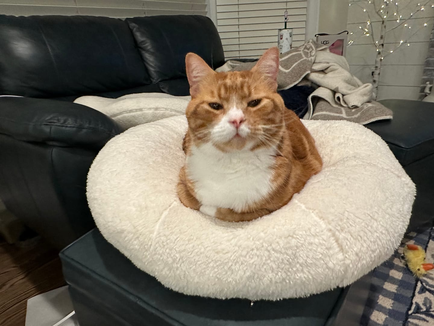 Customer photo review of Marshmallow Pudding Bed