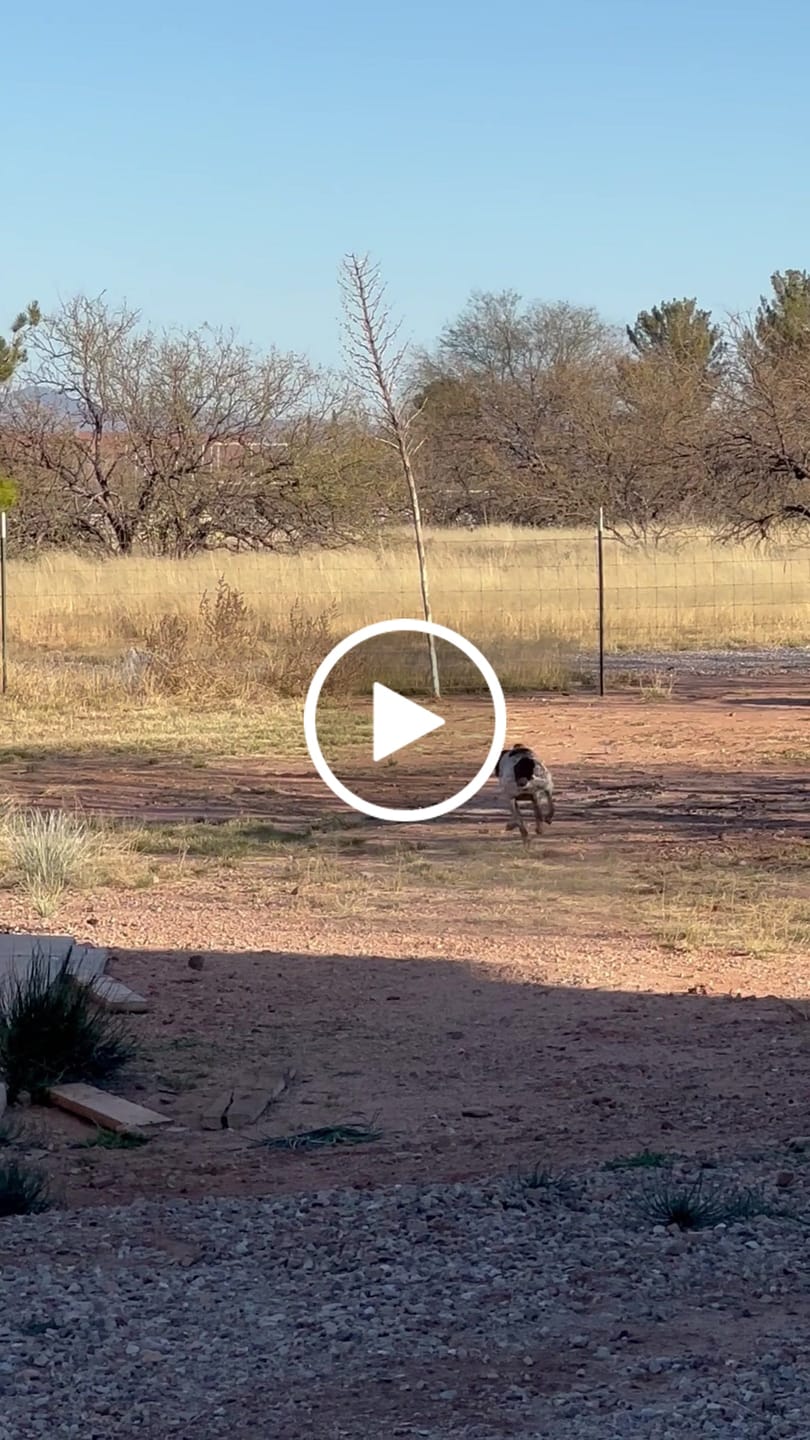Customer video review of WUNDERball - Best Fetch Toy