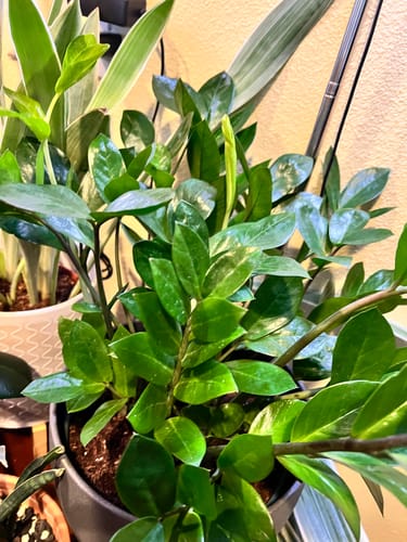 Customer's healthy green ZZ plant thriving after using Fungus Gnat Death Drops to treat pests.