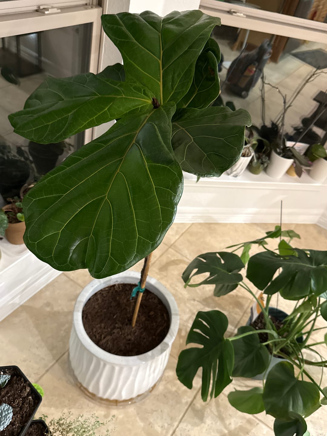 Customer photo review of Fiddle Leaf Fig Guide