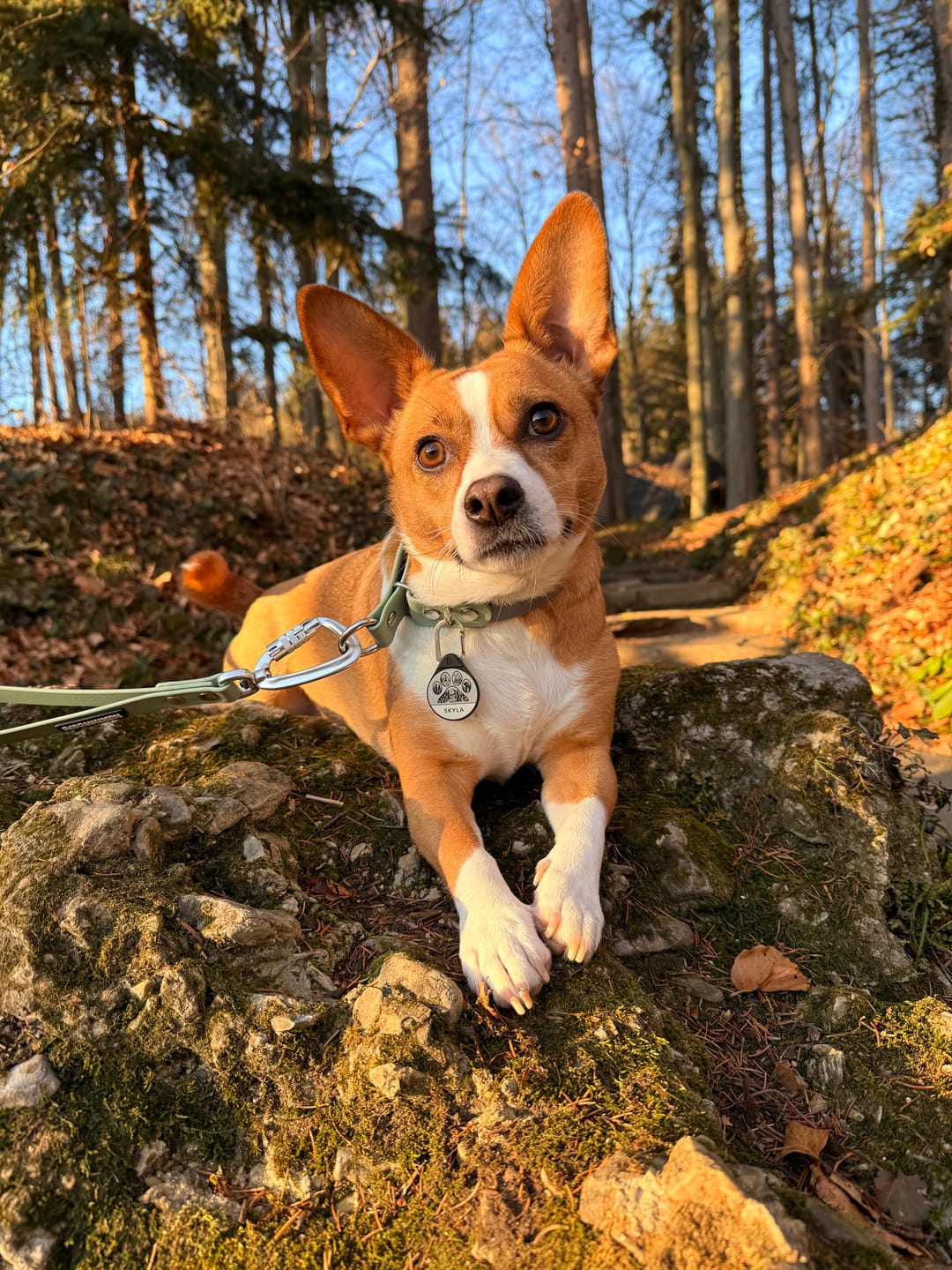 Customer photo review of The Multi QuickLead™ Duo Tone - Dog Leash
