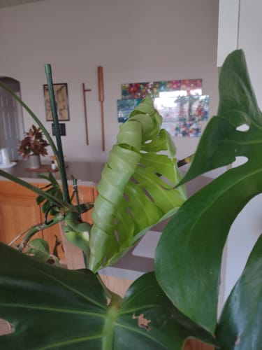 Customer's monstera plant showing a bright green, new leaf unfurling after using the Plant Food.