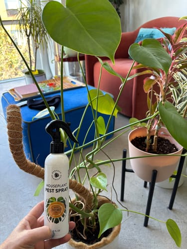 Customer holds a bottle of Houseplant Pest Spray in front of their large, green split-leaf houseplant.