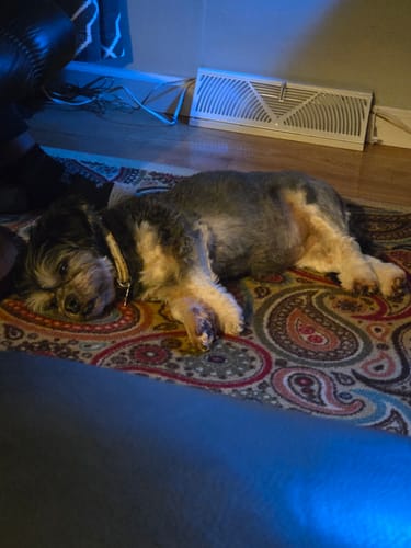 Customer photo review of 1-TDC  Oral Health + Mobility Support for Dogs