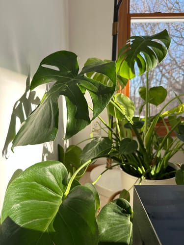 Customer's healthy Monstera plant thriving in a sunlit room after using Fungus Gnat Death Drops.
