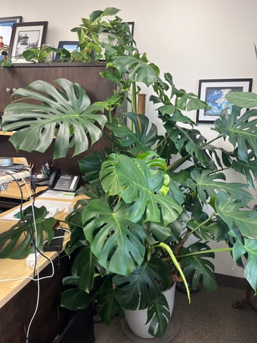 Customer's large, thriving Split Leaf Philodendron in an office, showing the results of the Plant Food.