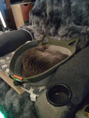 Customer photo review of Instinct Basket | Handwoven & Chemical-Free Cat Territory