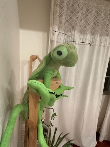 Customer photo review of Shield Mantis Soft Stuffed Plush Toy