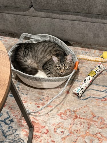 Customer photo review of Instinct Basket | Handwoven & Chemical-Free Cat Territory