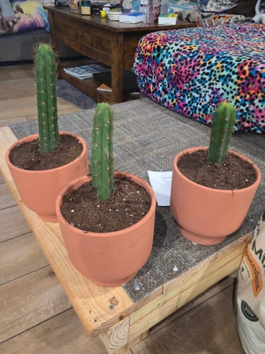 Customer photo review of Trichocereus Bridgesii | Bolivian Torch Cactus