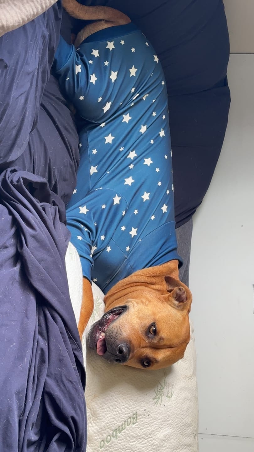 Customer photo review of Dog Pajama - Stars