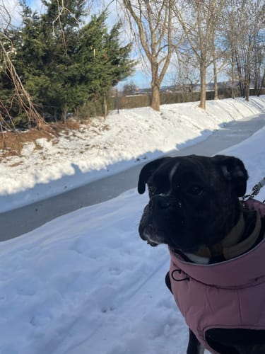 Ein Kunde zeigt seinen entspannten Boxer in einer rosa Weste in einer verschneiten Landschaft.