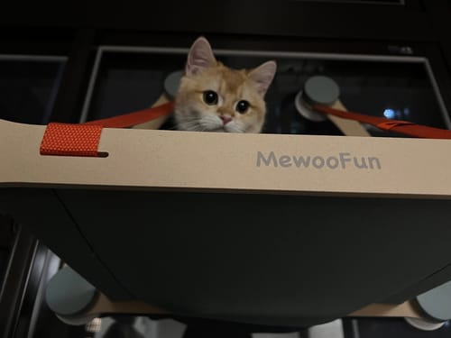 Customer photo review of MewooFun喵乎汪也 吸盤式貓吊床 帳篷貓吊床 雙吊帶貓吊床