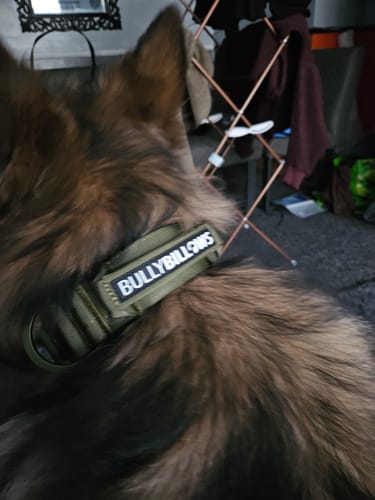 A customer's German Shepherd, seen from behind, wearing the khaki 5cm Lighter Combat® Collar.