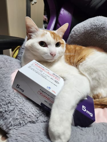 レビュー投稿者の猫が、「マンジャロ5mg」の製品箱の横でくつろいでいる様子。