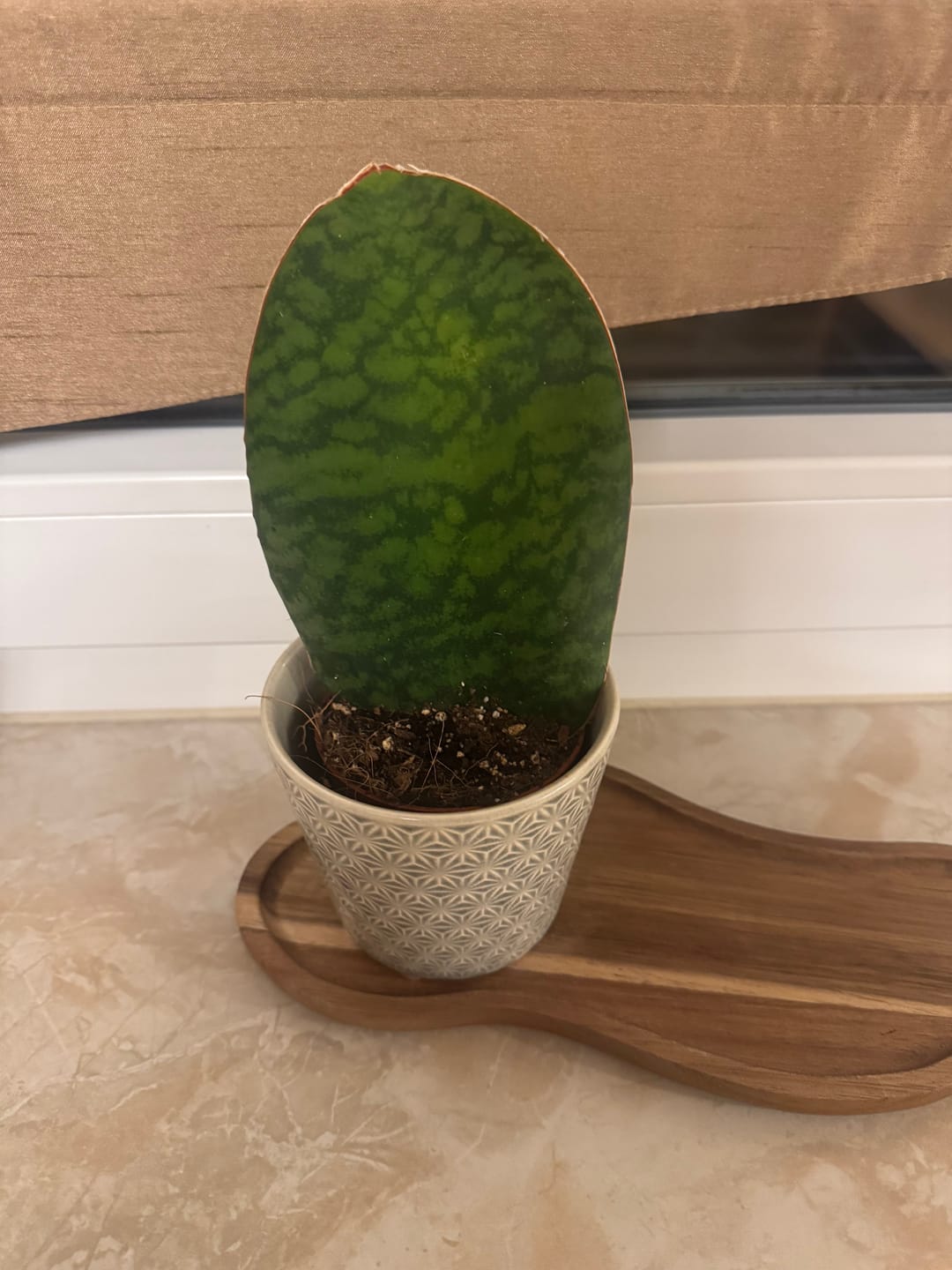 Customer photo review of SANSEVIERIA GRANDIS