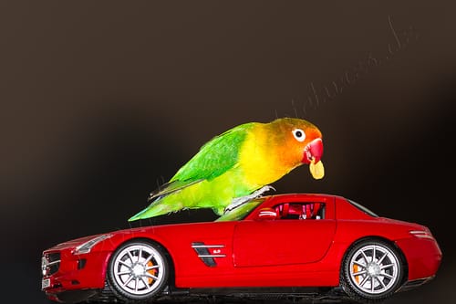 Customer photo review of Cornflakes