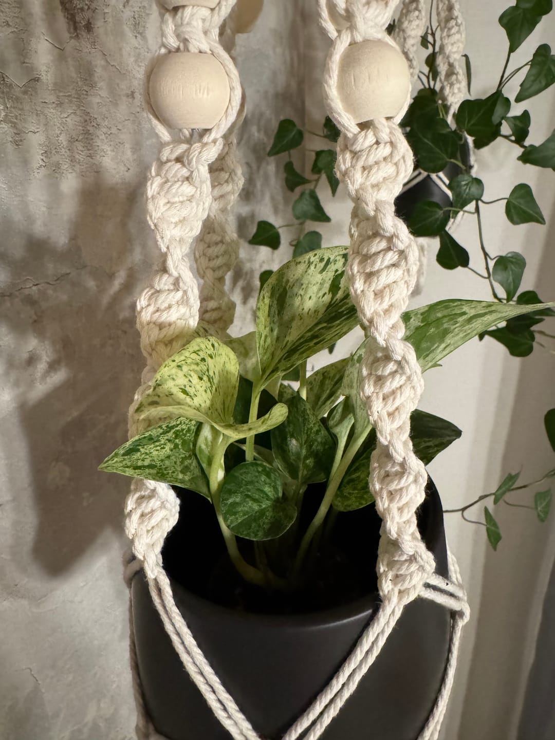 Customer photo review of EPIPREMNUM MARBLE QUEEN