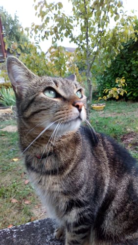 Customer photo review of Pâtées riches en volaille & aux courgettes (Chat stérilisé et Chat adulte)