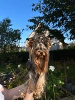 Customer photo review of Poudre Dentaire Hygiène, Dents & Haleine