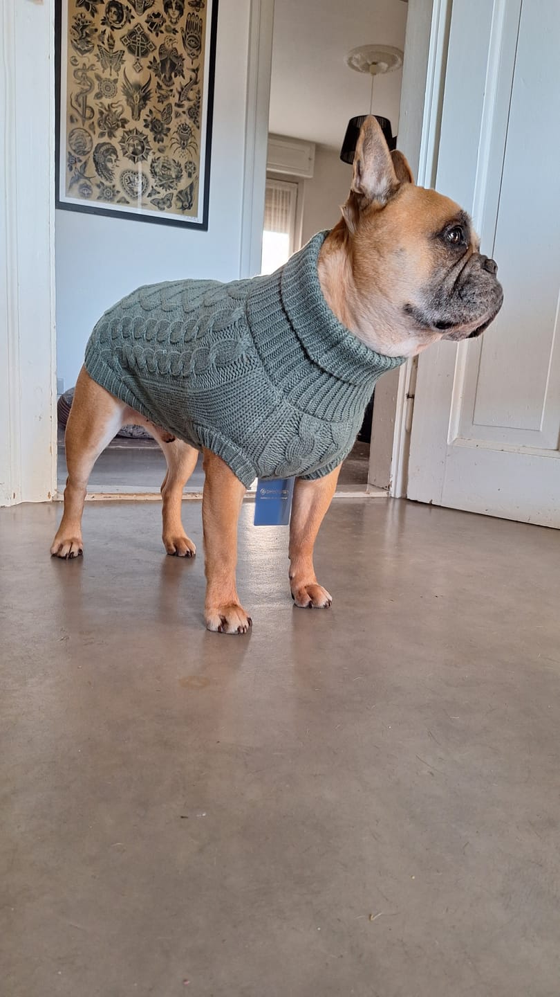 Customer photo review of Cable Knit Dog Sweater - Pine Green